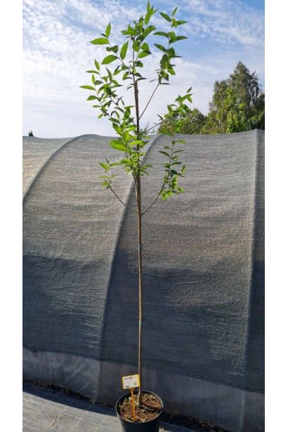 Верба п’ятитичинкова - саджанець в контейнері